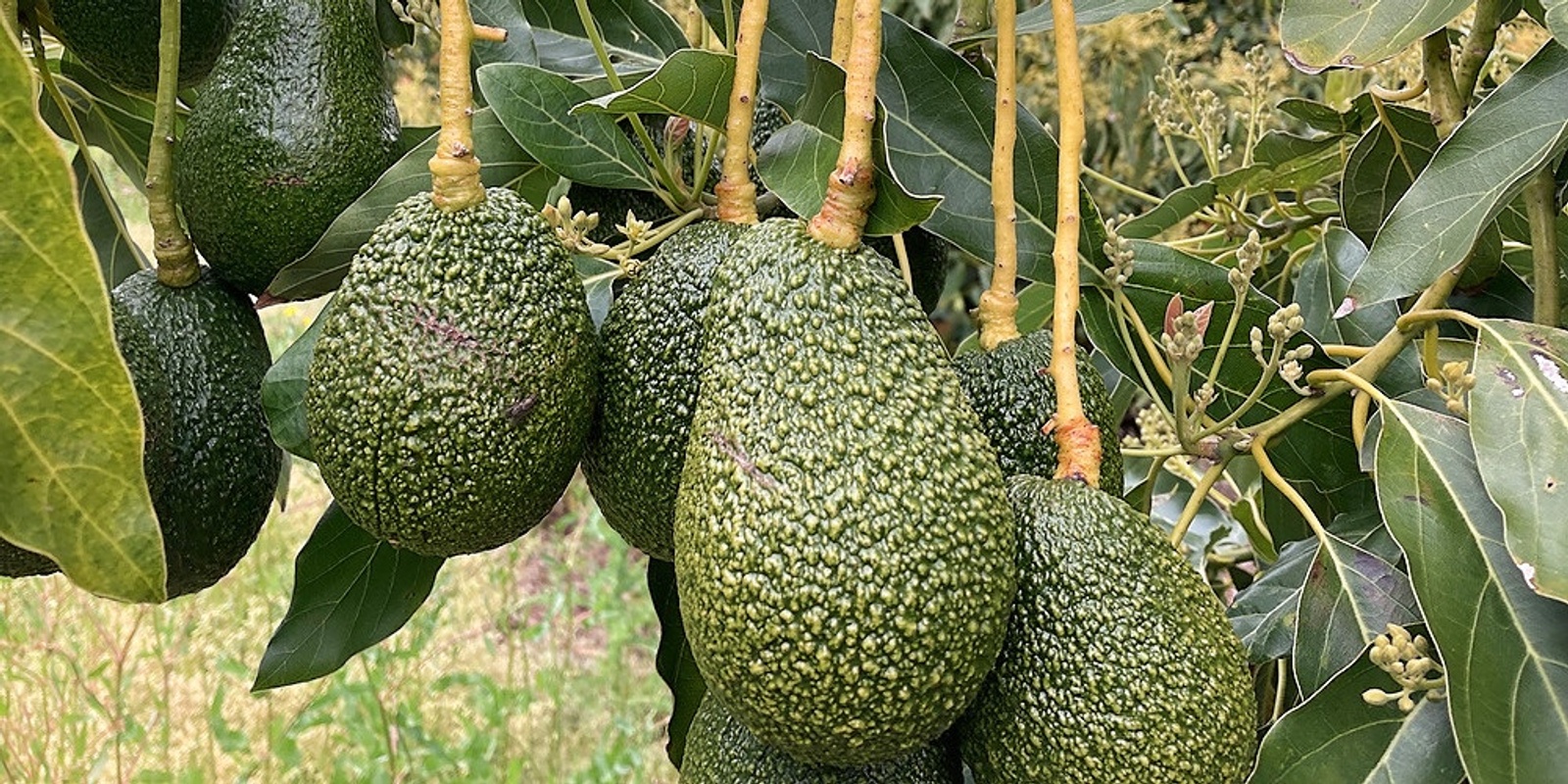 Banner image for Avocado Research Updates 2023 - Keeping SW WA Growers Informed