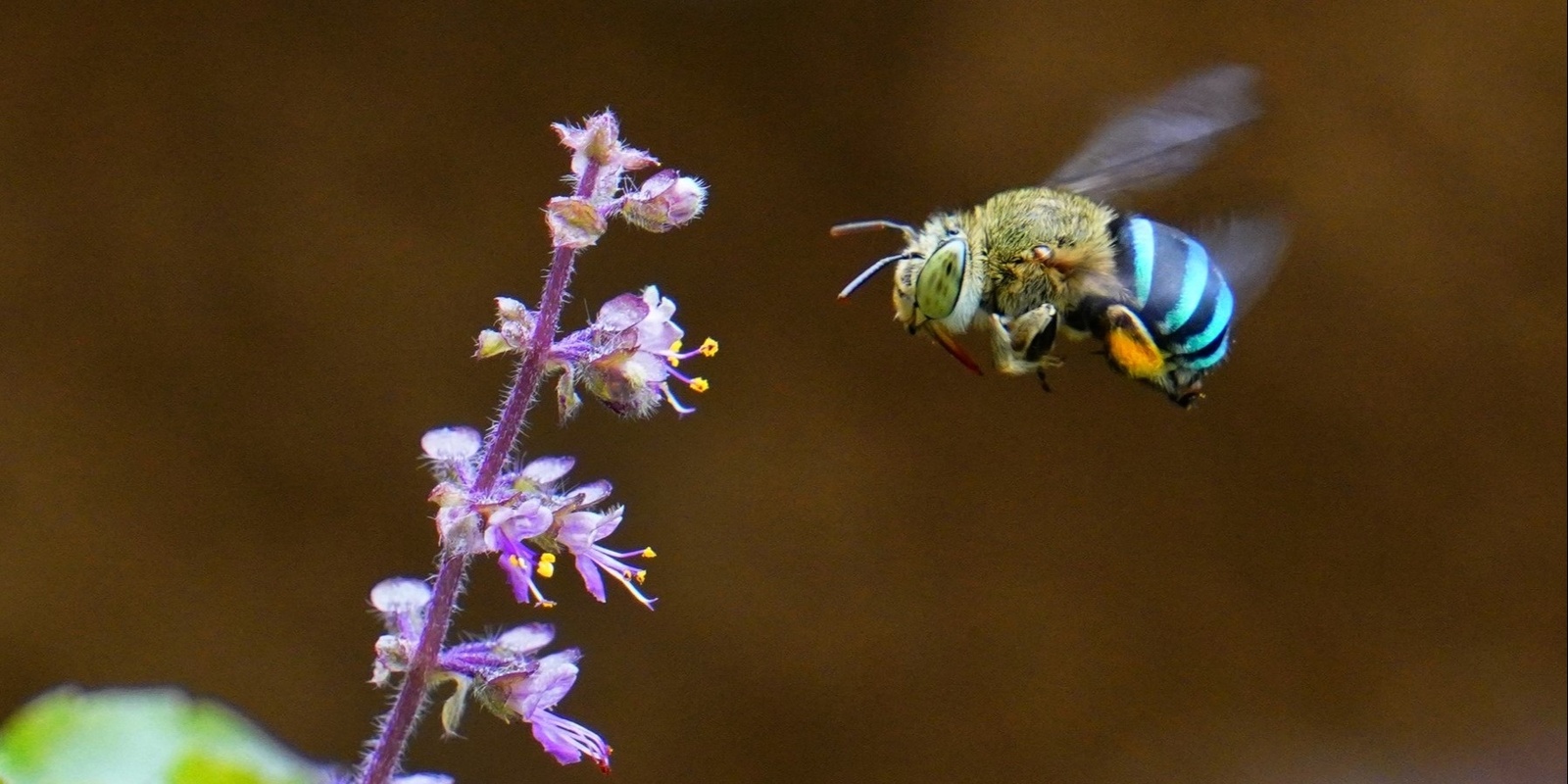 Banner image for Creating Habitat for Pollinators workshop 