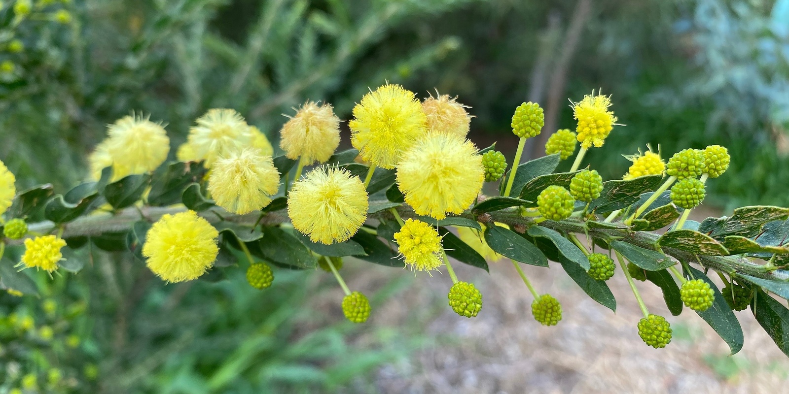 Banner image for Wild Daisy Nature Playgroup T3, 2023