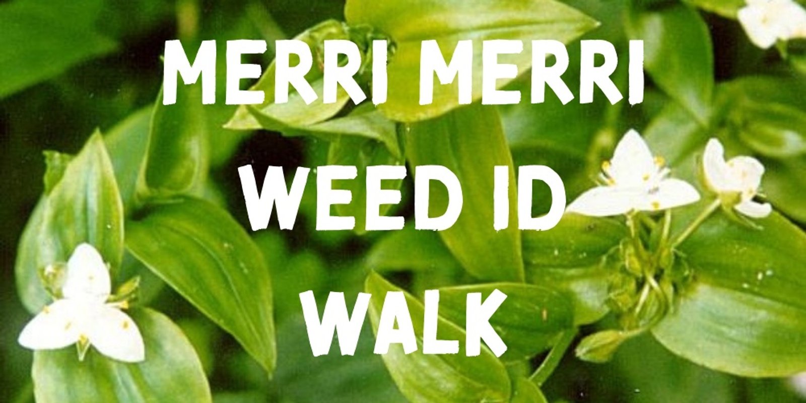 Banner image for Merri Merri Weed ID Walk 2024