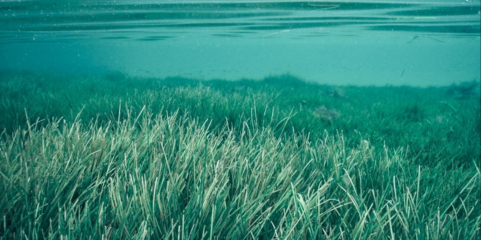 Banner image for SEAGRASS MEADOW