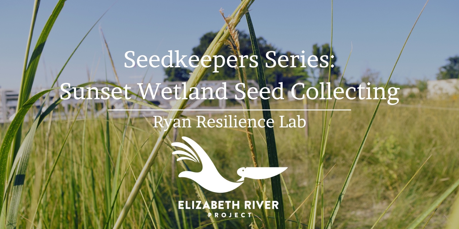 Banner image for Seedkeepers Series:  Sunset Wetland Seed Collecting