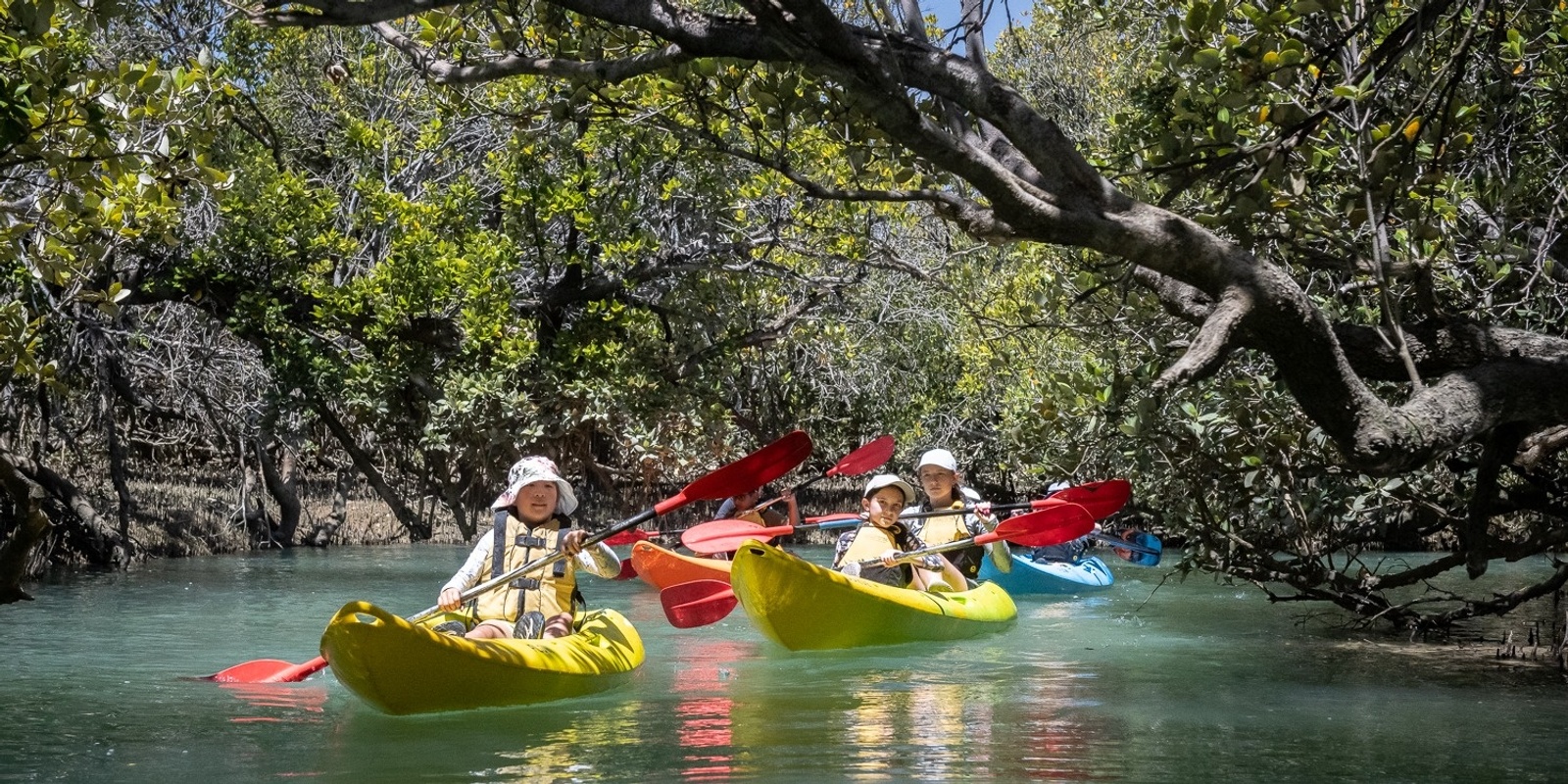 Banner image for Dolphin Sanctuary Mangroves Kayak Tour (up to 90 mins)