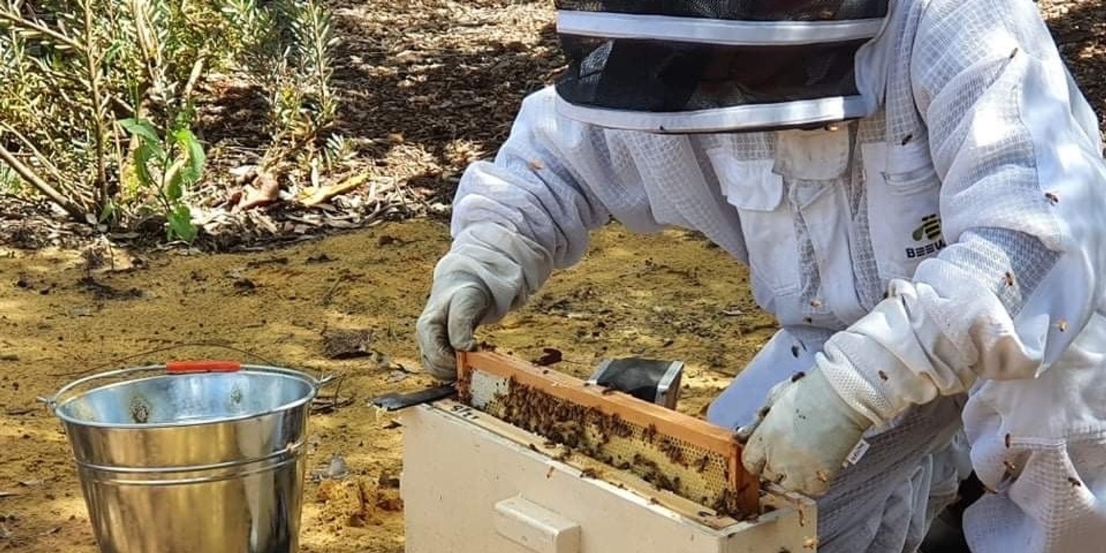 Banner image for Beekeeping for Beginners