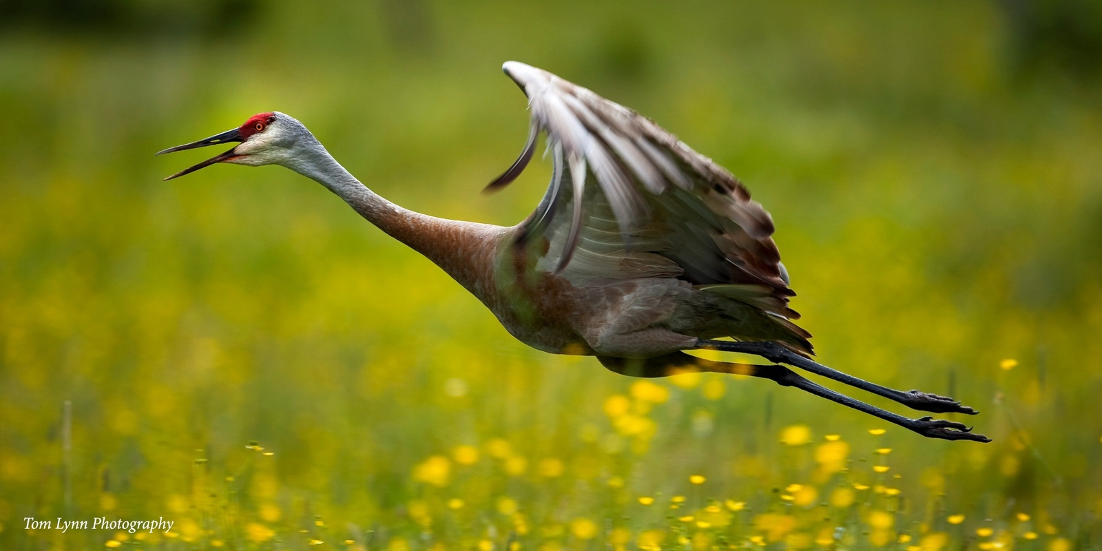 Banner image for Midwest Crane Chat -June 4, 2024 Richfield, MN