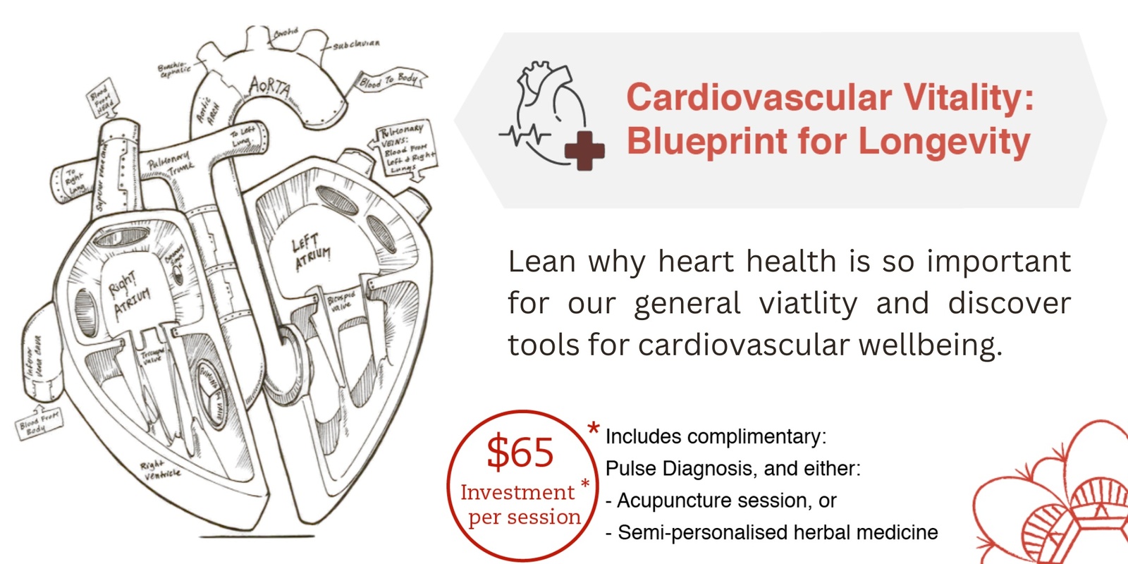 Banner image for Cardiovascular Vitality: Blueprint to Longevity