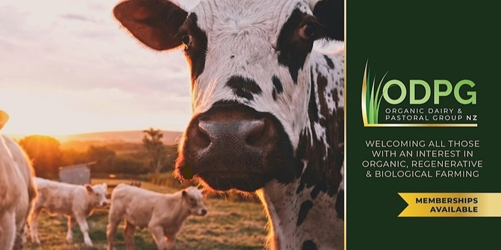 Organic Dairy & Pastoral Group's banner
