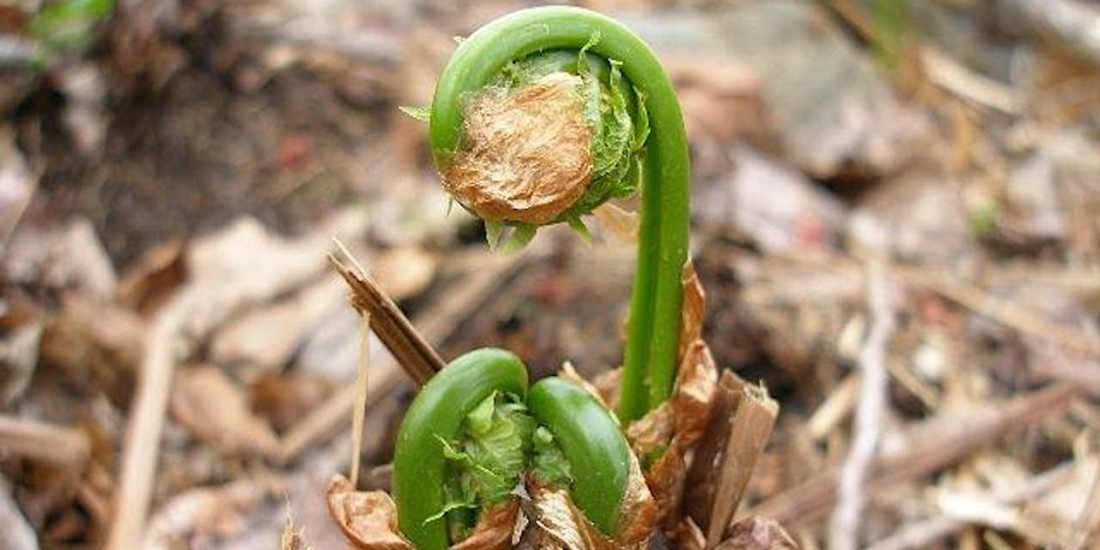 Banner image for Wild Edibles: Introduction to Foraging in the Driftless - Fall 2025