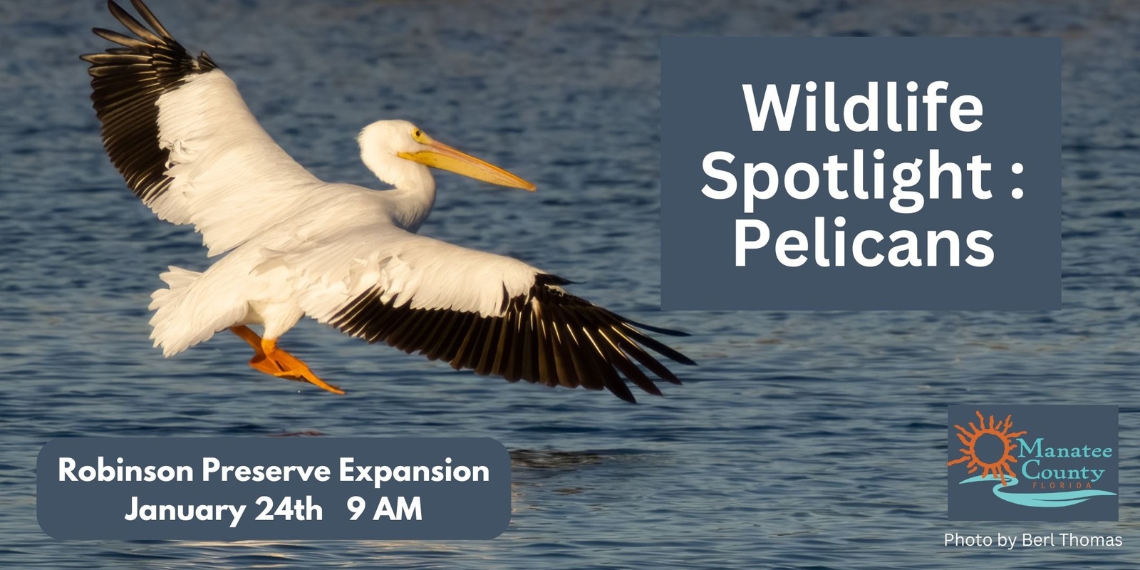 Banner image for Wildlife Spotlight: Pelicans 2025