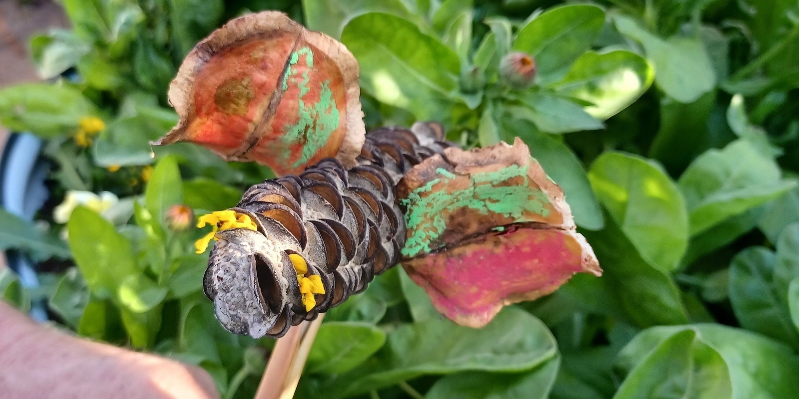 Banner image for Intergenerational Nature Play - fun activities with natural found objects - Carrick Hill