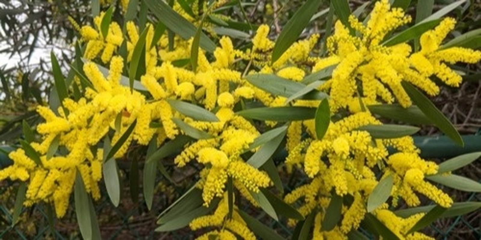 Banner image for Tackling Weeds in a Bushland Reserve