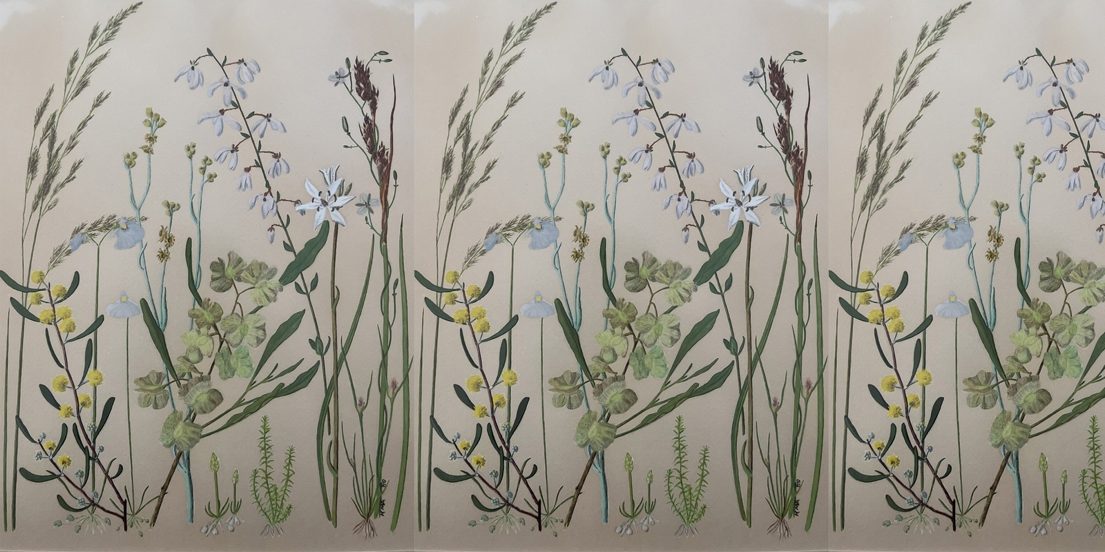 Banner image for A Homage to Kath Alcock: Artist and Naturalist