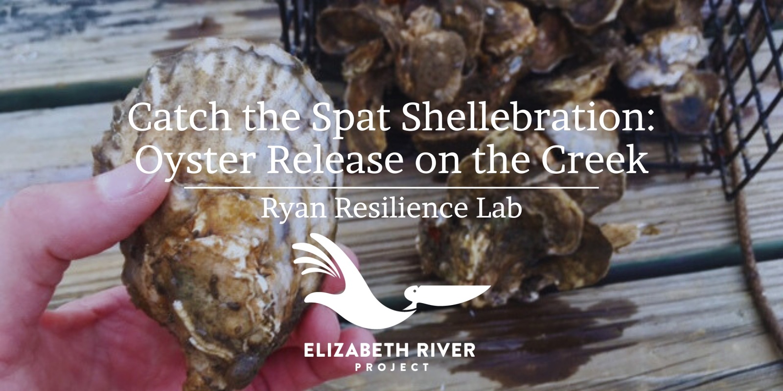 Banner image for Catch the Spat Shellebration: Oyster Release on the Creek