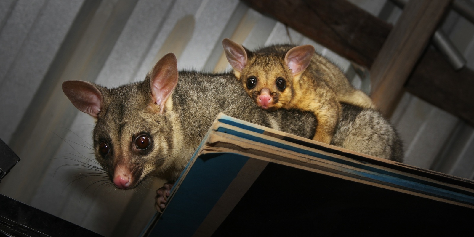 Banner image for Book Launch: Living with Wildlife: a guide for our homes and backyards