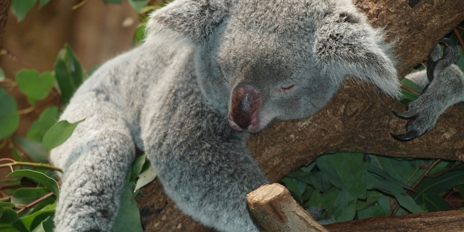 Banner image for KookaburraFest - Aussie friends