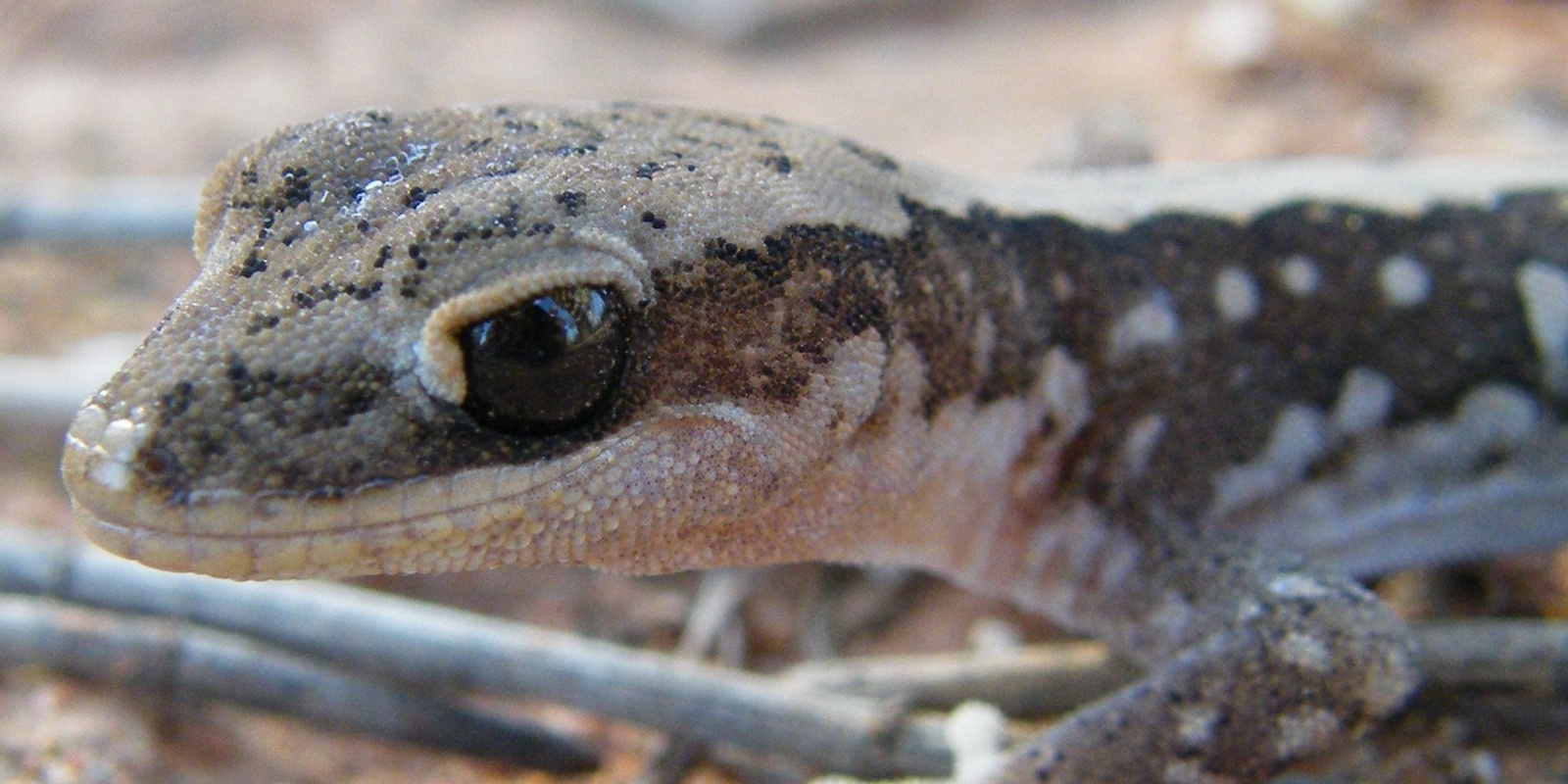 Banner image for Reptiles Close Up