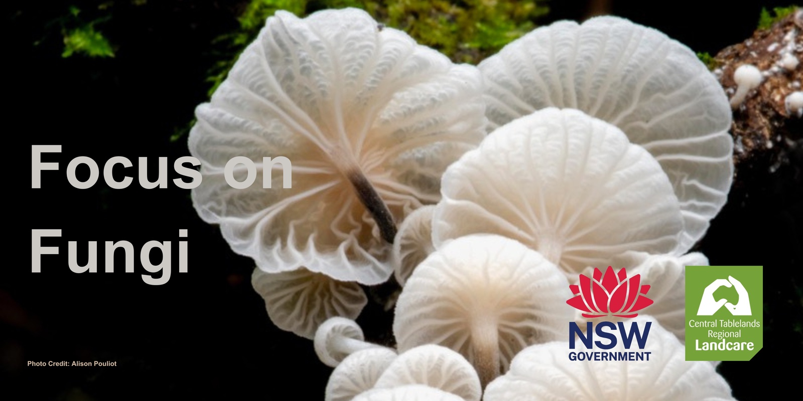 Banner image for Focus on Fungi -Friday Session
