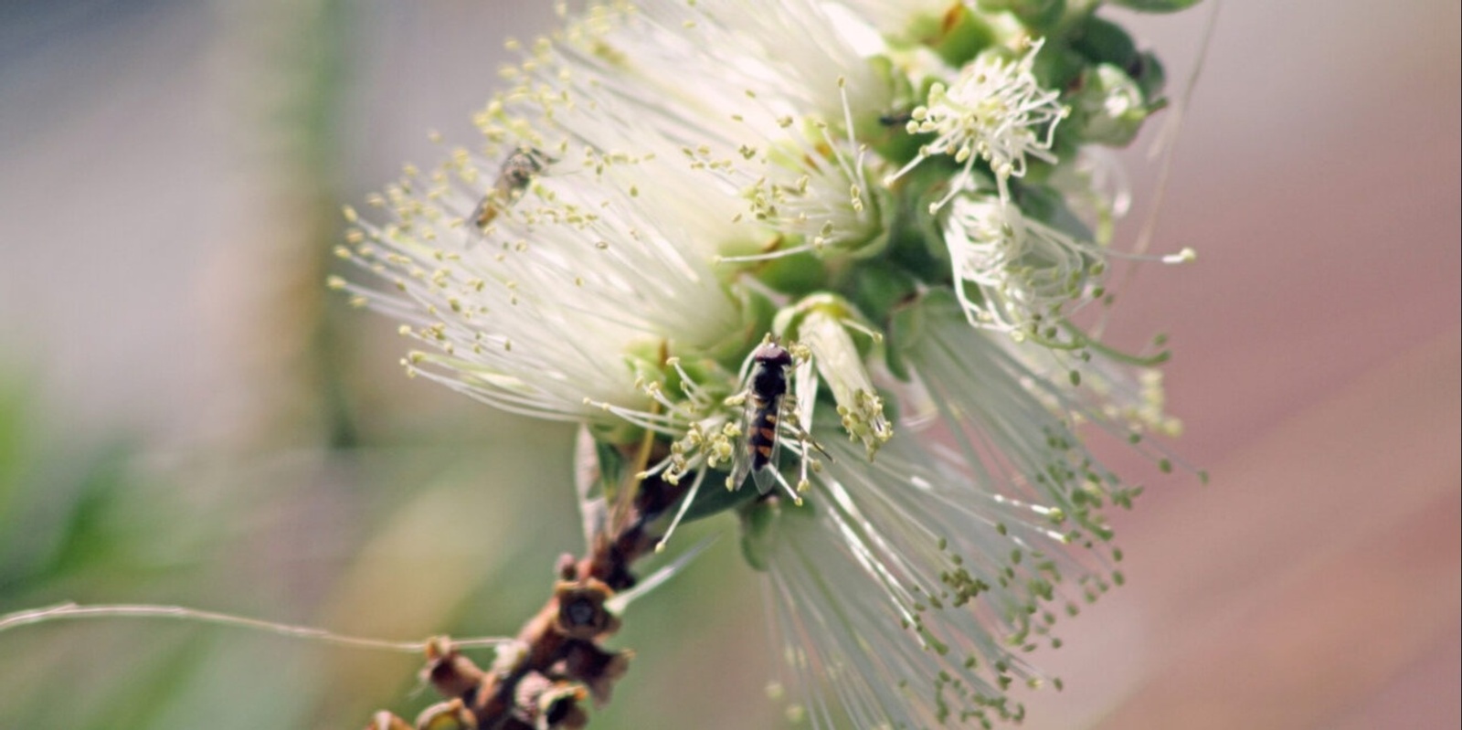 Banner image for Threads of Life: Unravelling Biodiversity's Complexity Across Disciplines