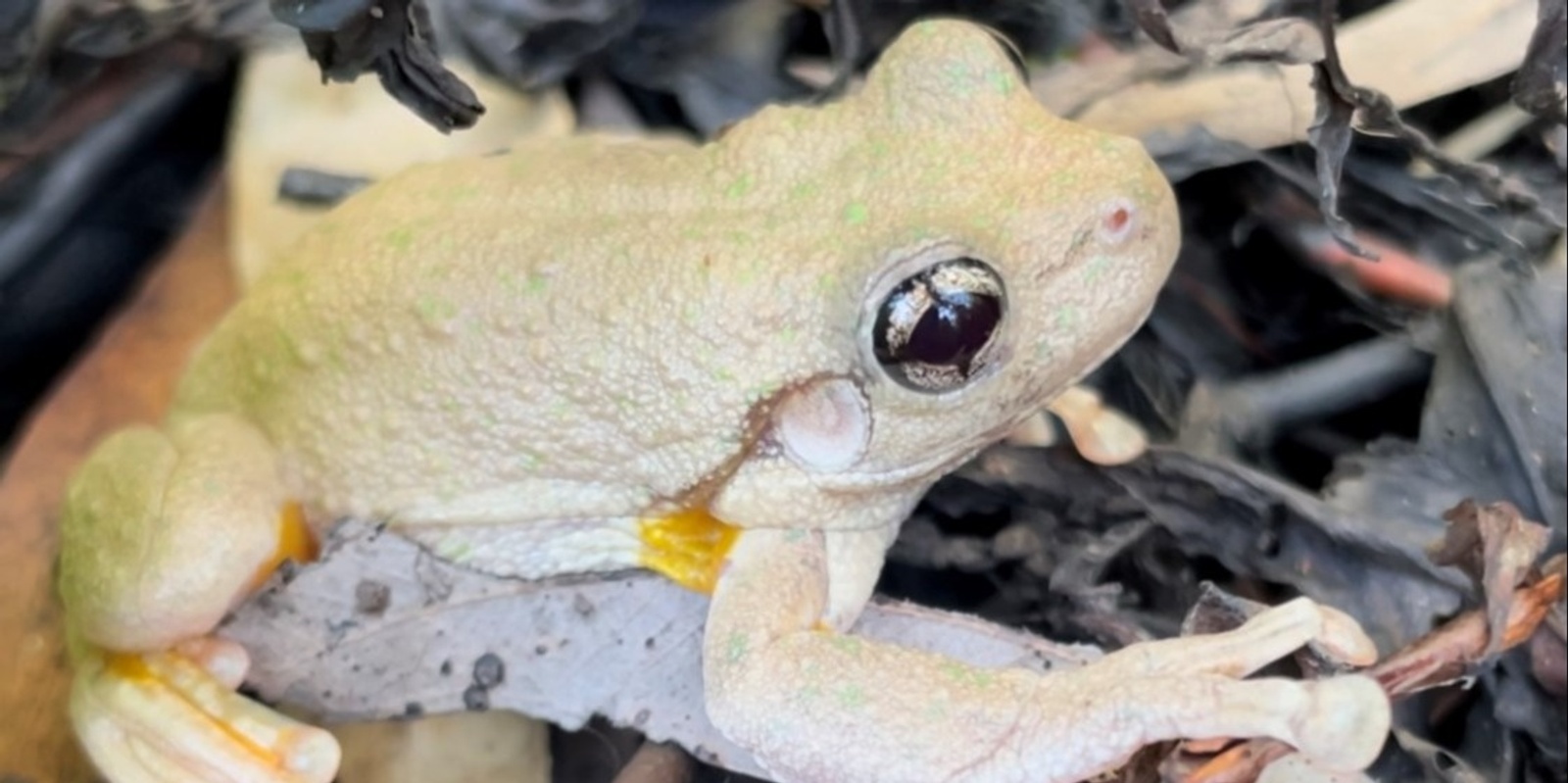 Banner image for Darebin Creek Frog Monitoring Training