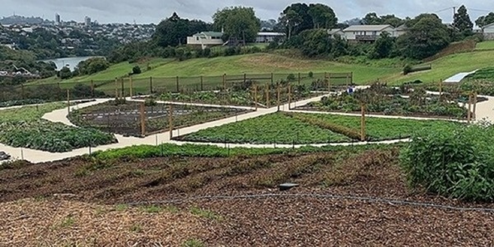 Webinar recording: Gardening according to Māori values and tikanga; Pourewa ethnobotanic garden at Ngāti Whātua Ōrākei - Whai Māia