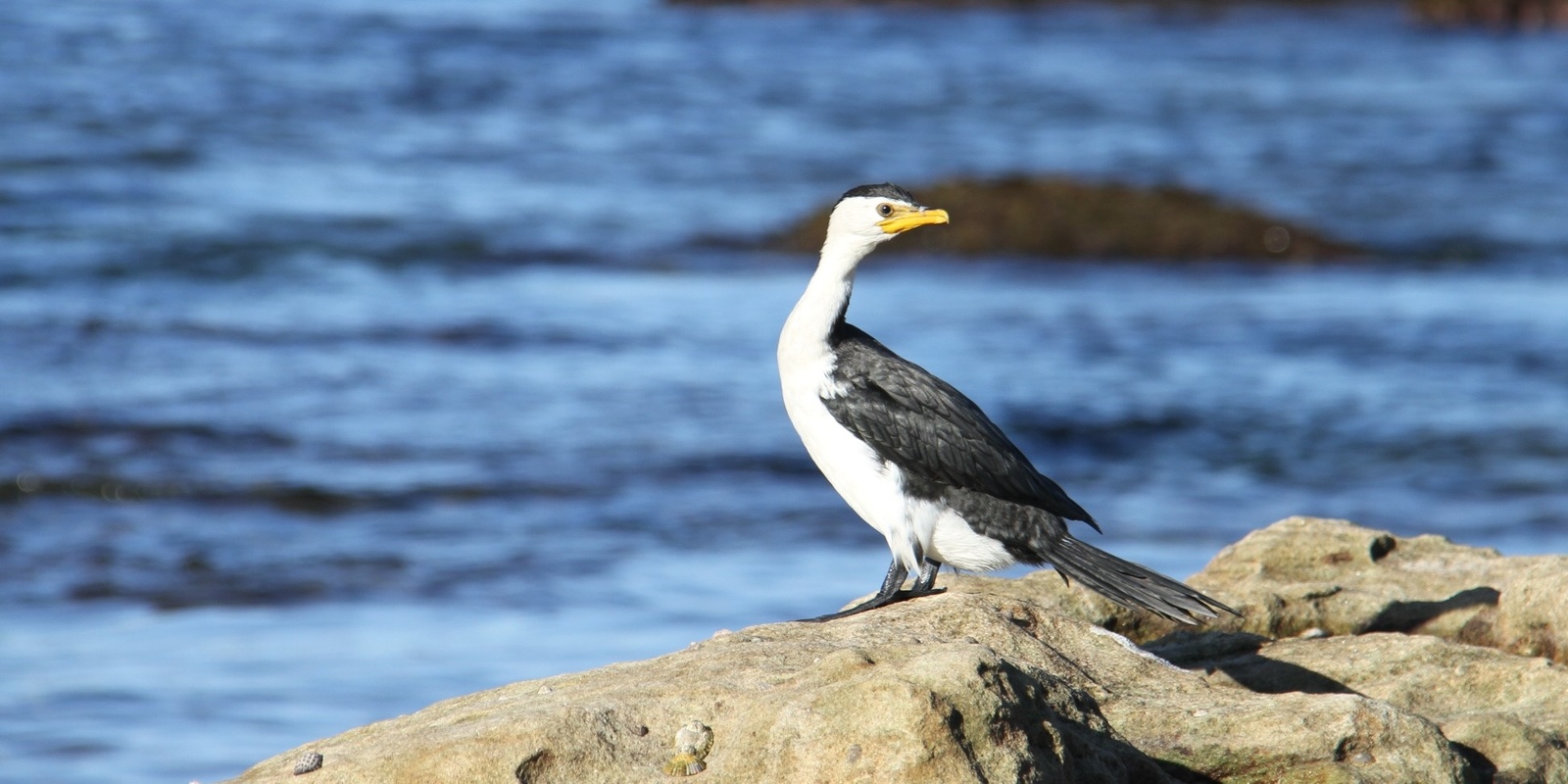 Banner image for A Discovery of Coastal Birds at South Maroubra