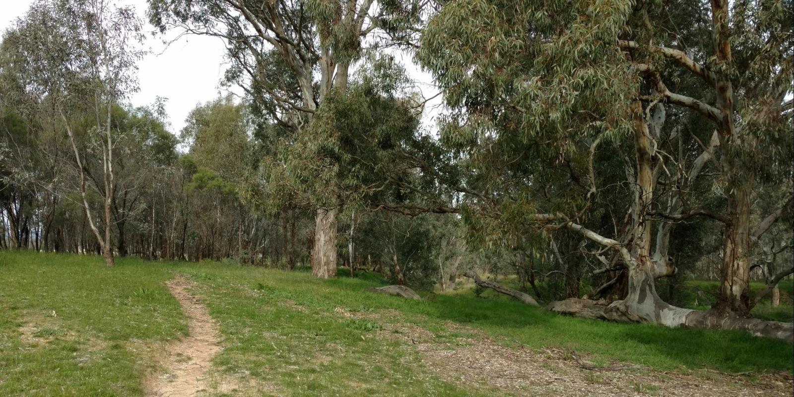 Banner image for Volunteer morning - 9 Mile Creek