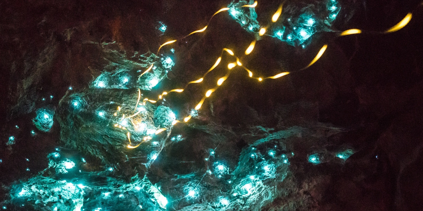 Banner image for Firefly & Glow Worm Nature Walk 1