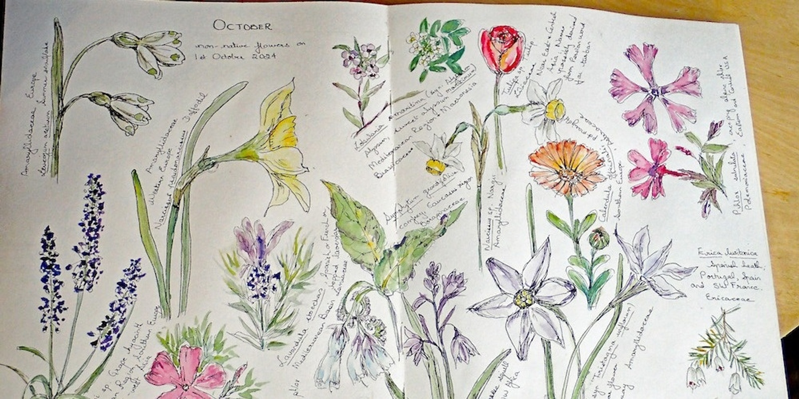 Banner image for Observational Drawing, Sketching with Pen and Watercolour with Dr Tanya Scharaschkin