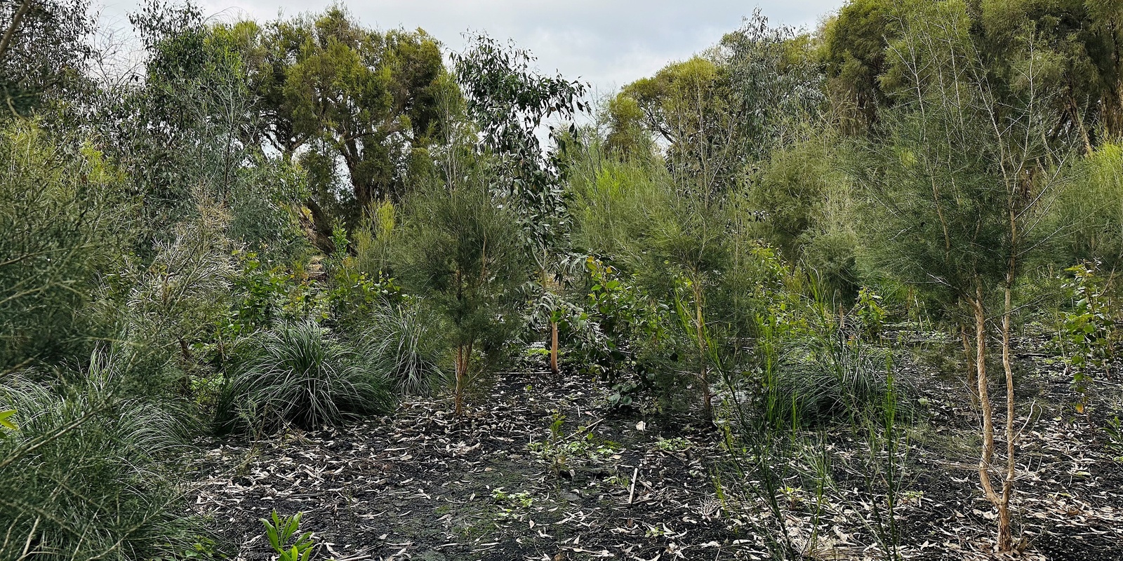 Banner image for Careniup Wetlands (Secret Garden) Restoration