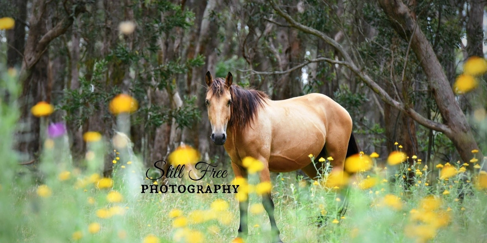 Guy Fawkes Heritage Horse Association's banner