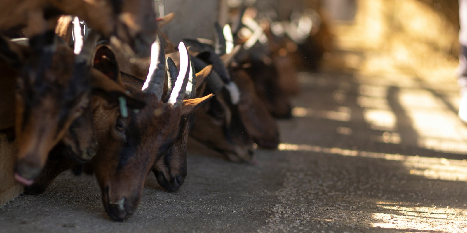 Banner image for Virtual Seminar Series on Animals in Food Systems: Dr. Richard Twine and Julia Castellano