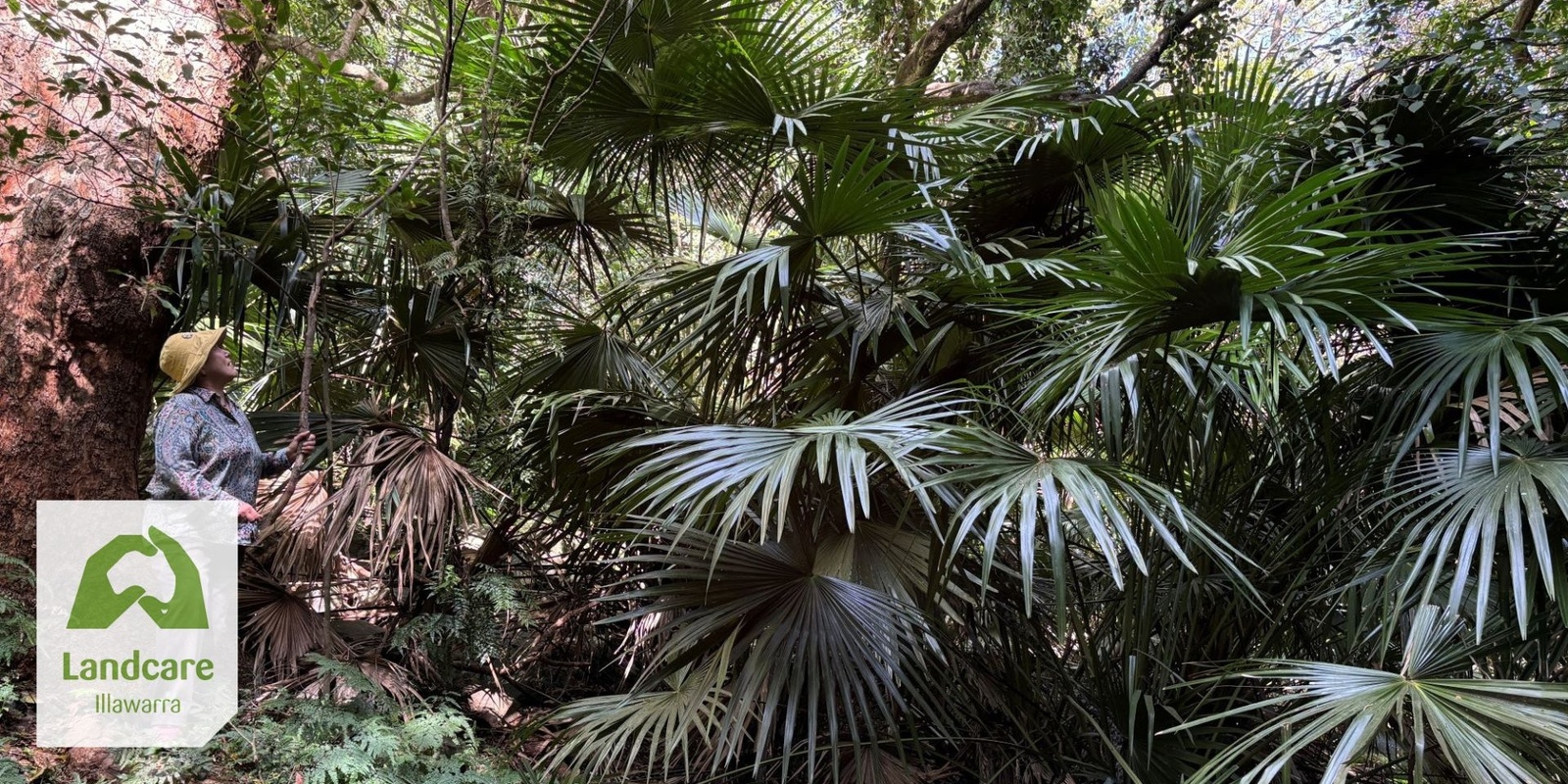 Banner image for Future Proofing the Cabbage Tree Palm Project - Community Launch