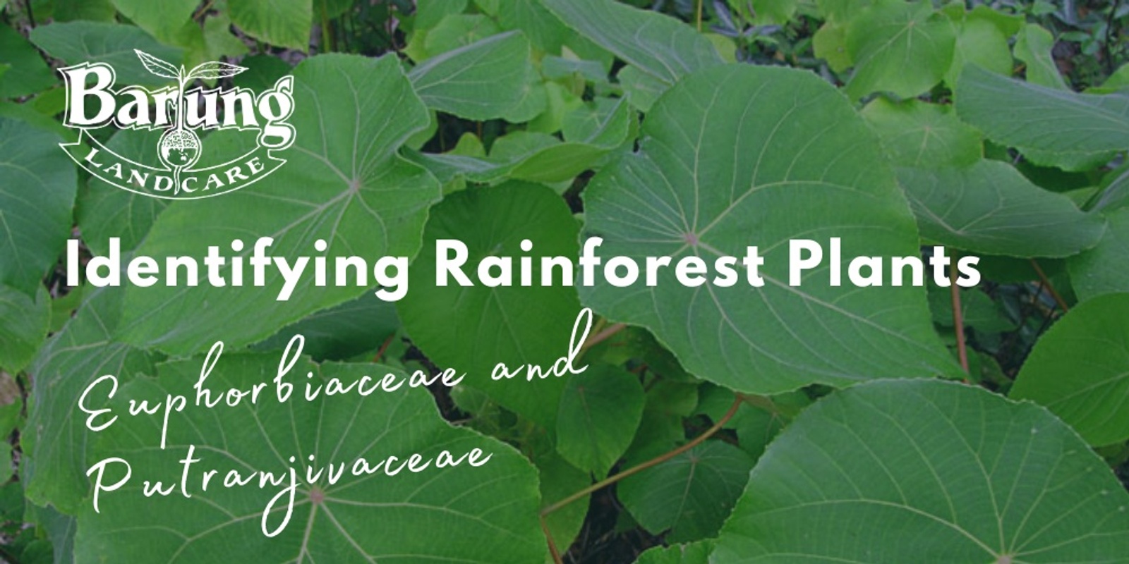 Banner image for Identifying Rainforest Plants of the Blackall Range: the families Euphorbiaceae and Putranjivaceae