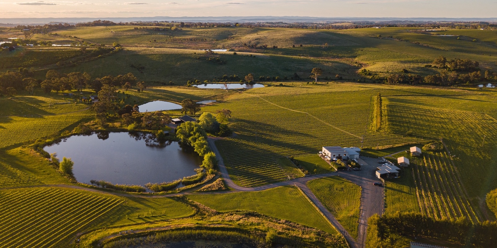 Banner image for From Vine to Wine. Producers vineyard tour, wine tasting & matched food