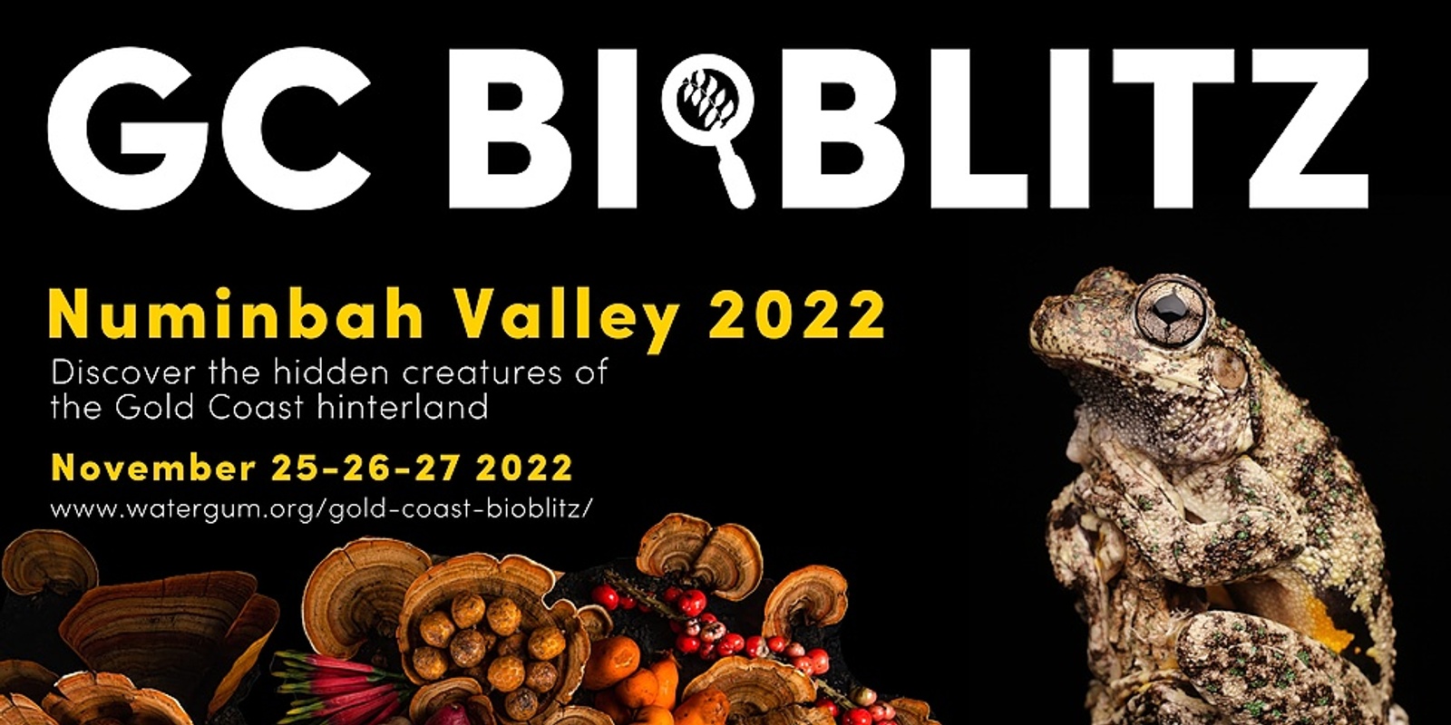 Banner image for Gold Coast BioBlitz 2022 - Numinbah Valley 