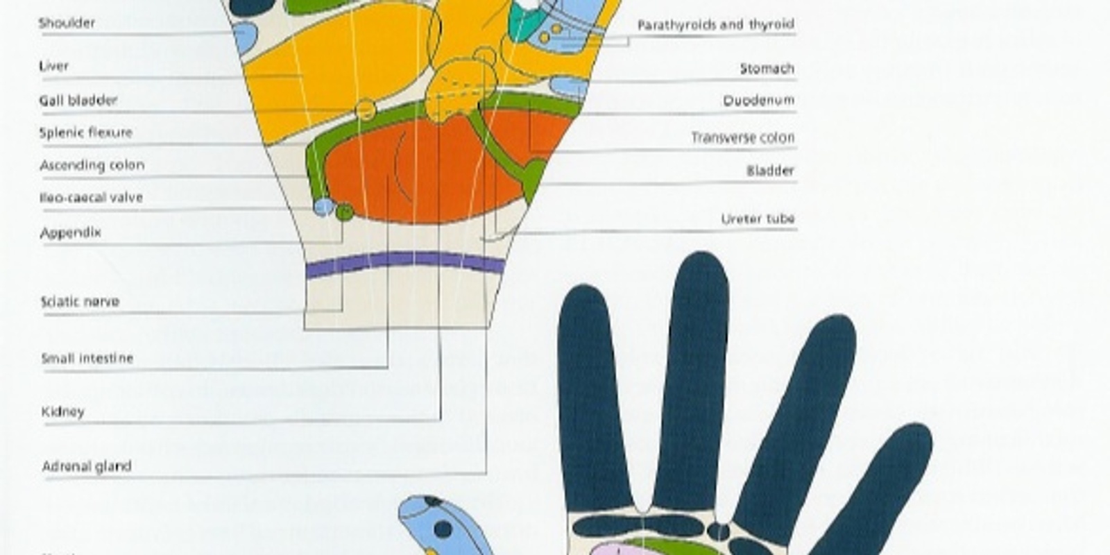 Banner image for Hand reflexology for all