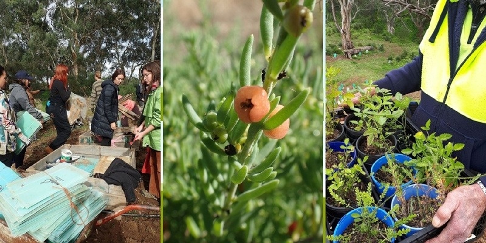 Banner image for Gawler River Planting Day