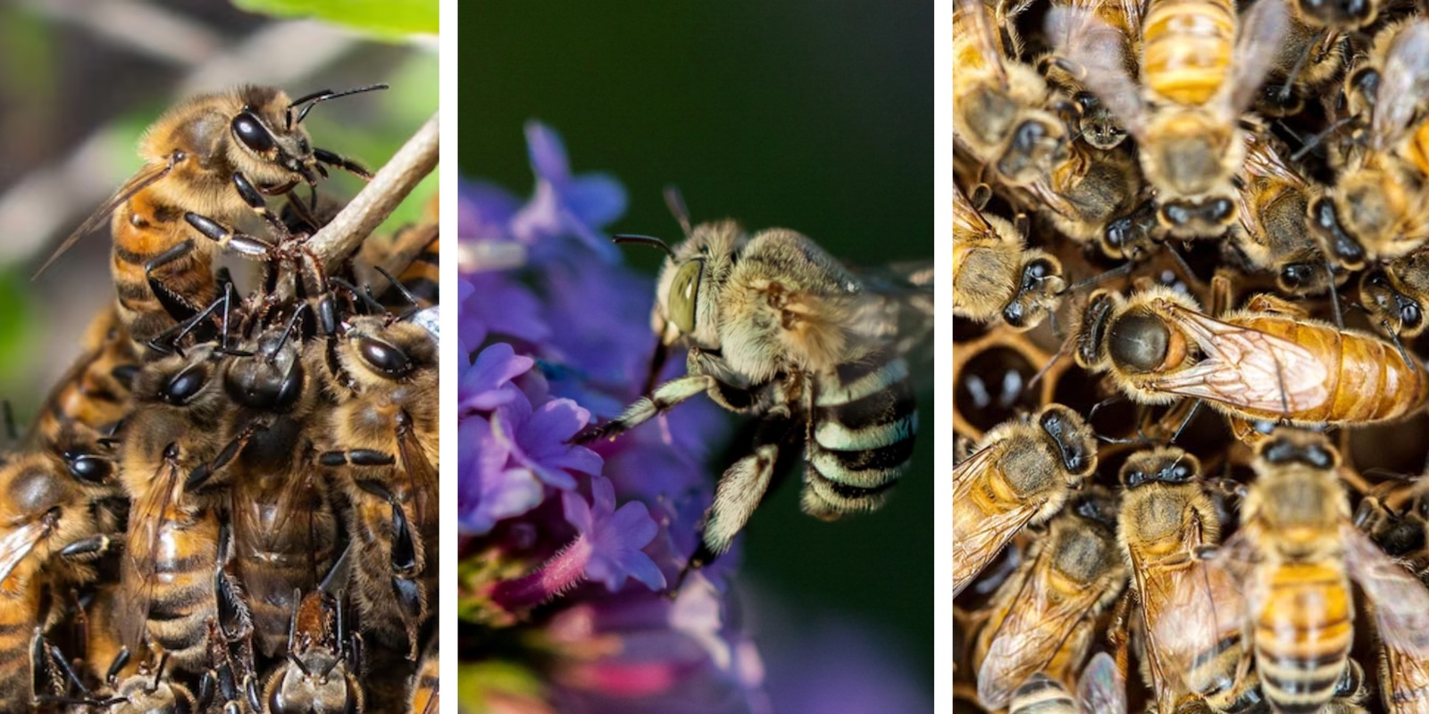 Banner image for Protecting Our Pollinators