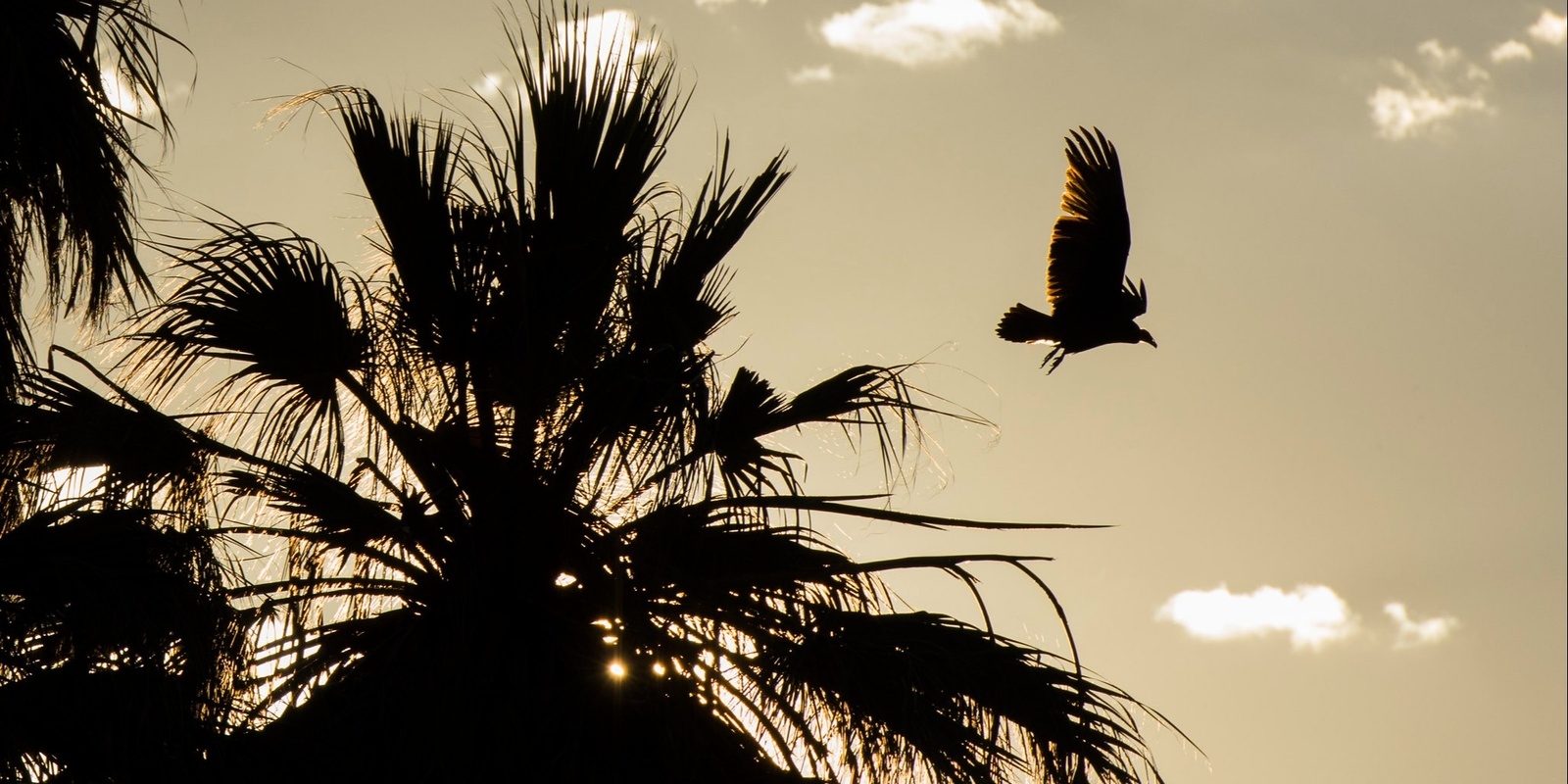 Banner image for Birds and Other Wonders of the Salton Sea