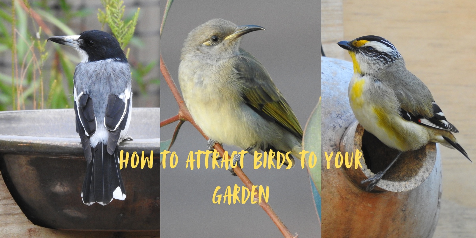 Banner image for How to attract birds to your garden!