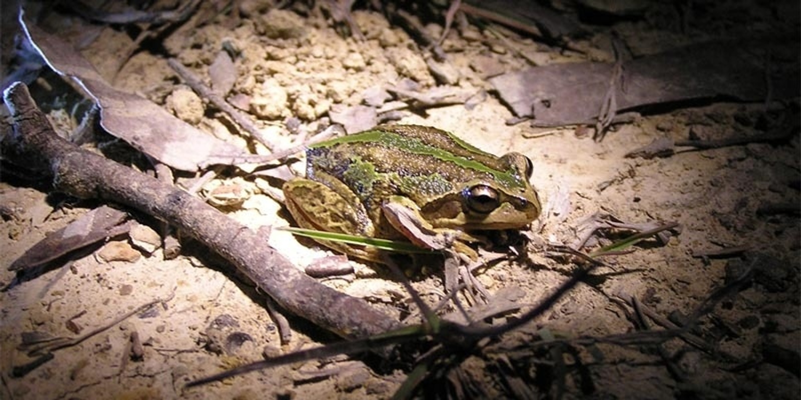 Banner image for [CANCELLED] Frog Walk & Talk Lookout Dam