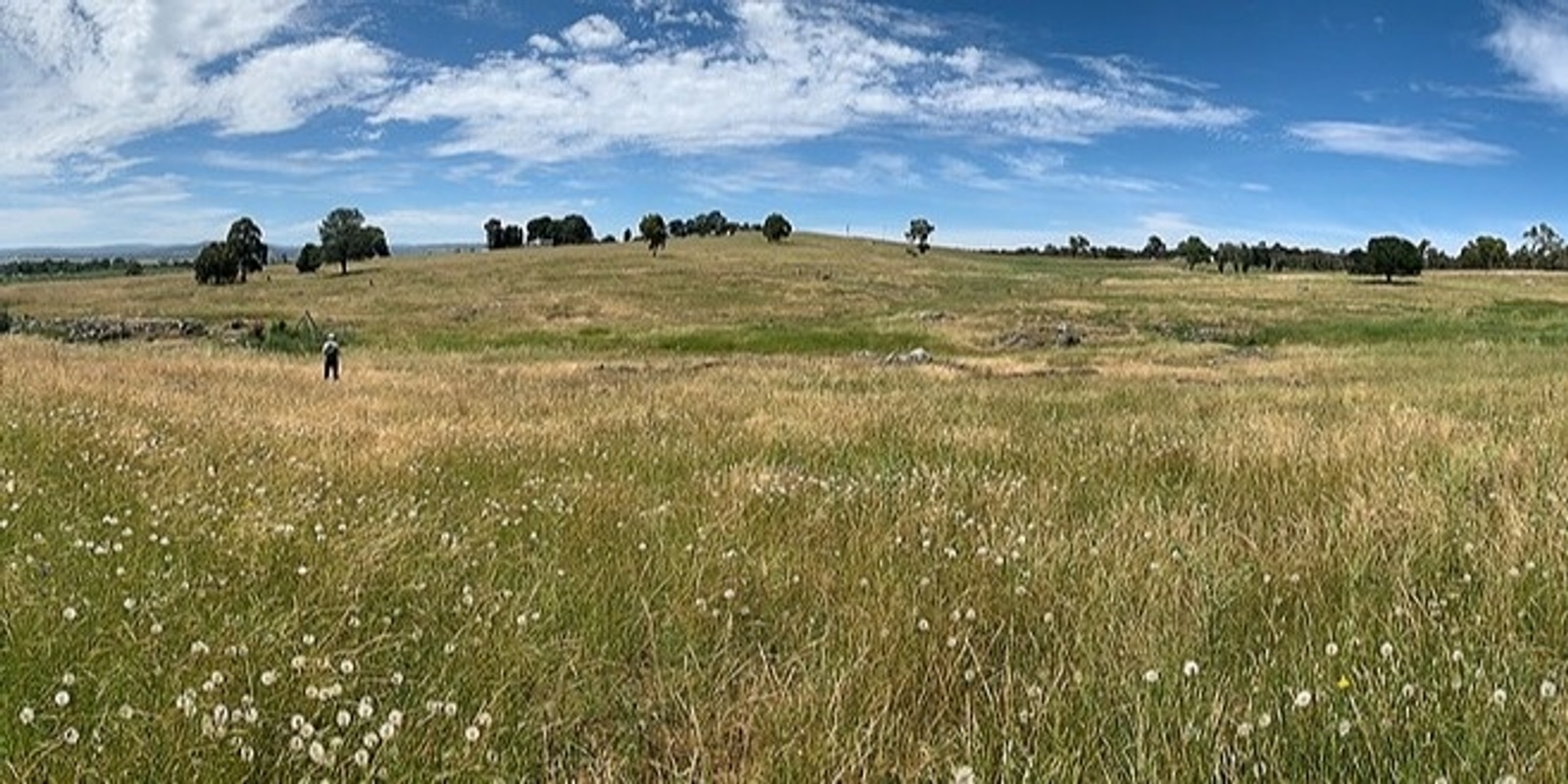 Banner image for WALK: Wildflowers & Grasslands at Mugga Mugga Cottage