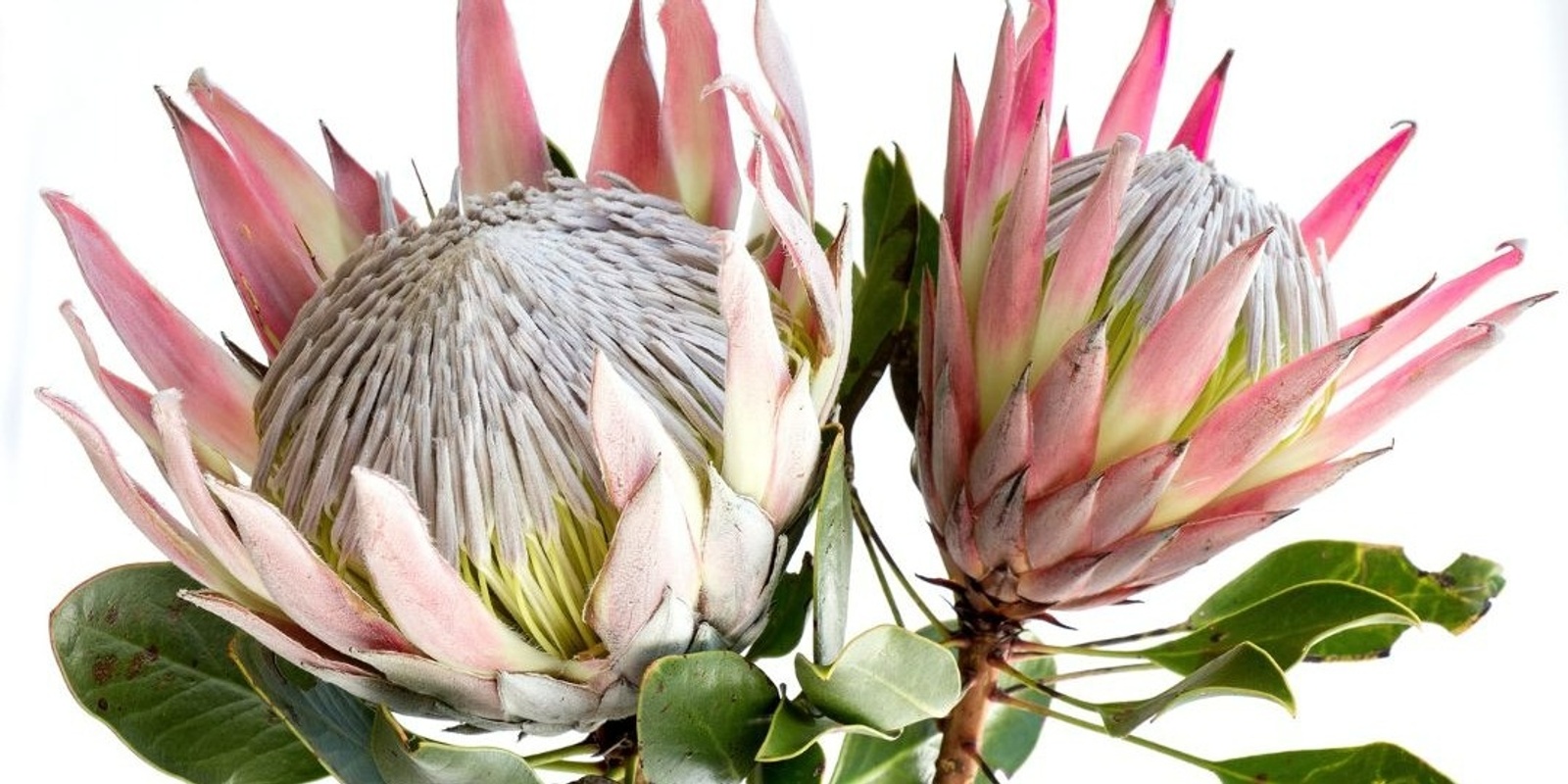 Banner image for Protea Paint and Sip