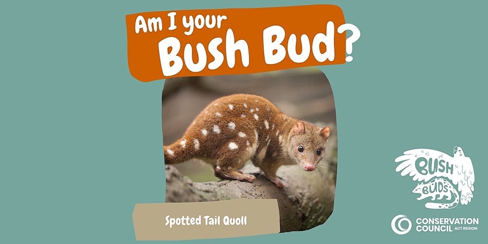 Banner image for Bush Buds: Spotted Tail Quoll