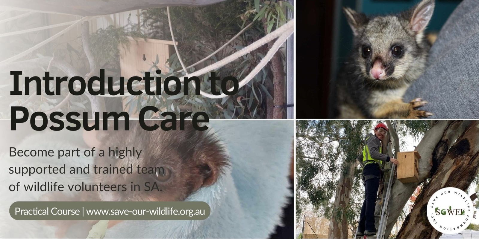 Banner image for Introduction to Possum Care and Rescue