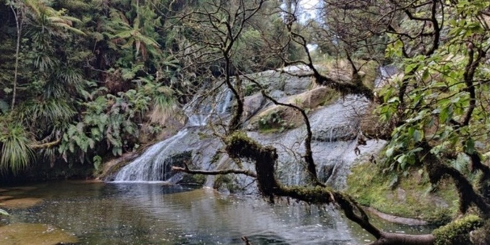 Banner image for Forest Bathing: A Guided Walk with Geoff Handsfield