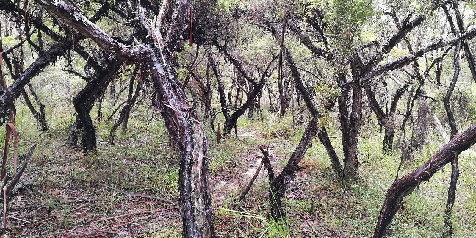 Banner image for Walking the Crooked Path A Witchcraft retreat 