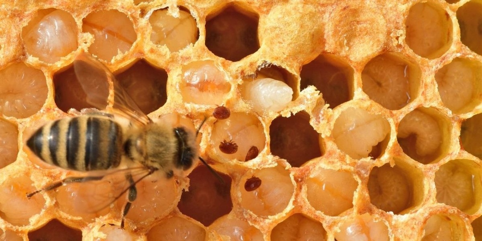 Banner image for 🐝 Beekeeping Talk with Jessica Helgen: Managing Varroa 🐝