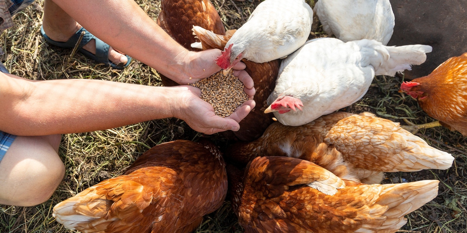 Banner image for Farming for our future (ages 5 to 8)