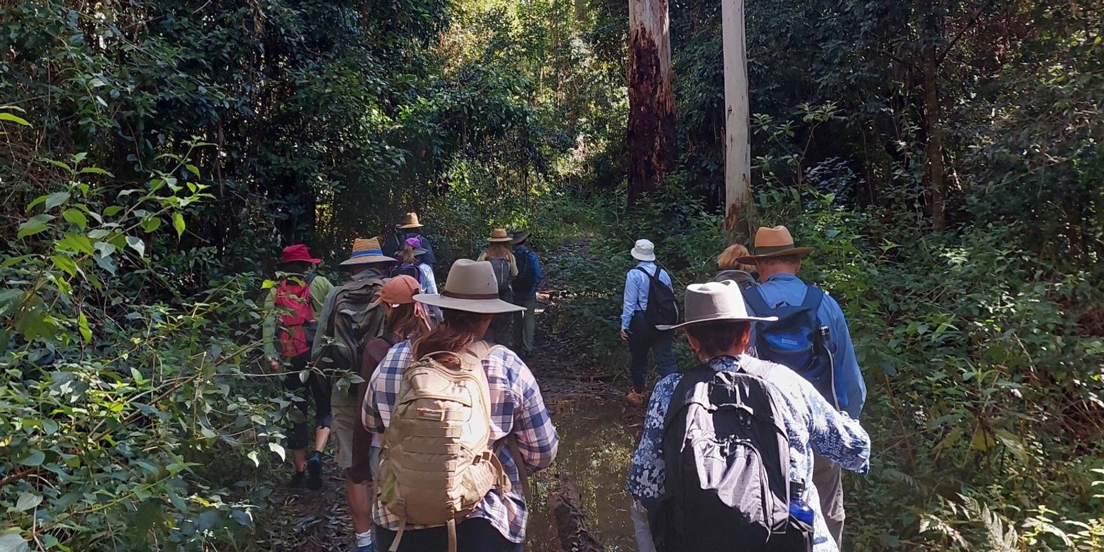 Banner image for Bellthorpe Forest Walking Tour with Susie Duncan